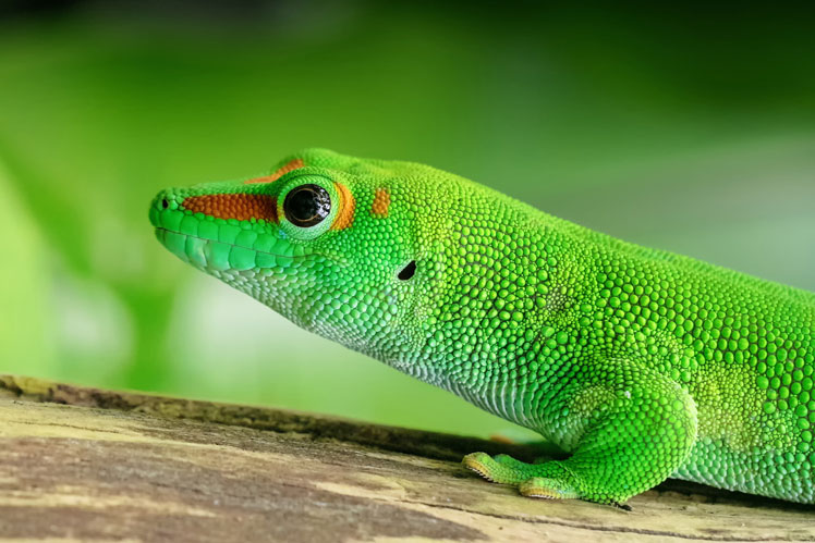 Синьохвостий денний гекон (blue-tailed day gecko)