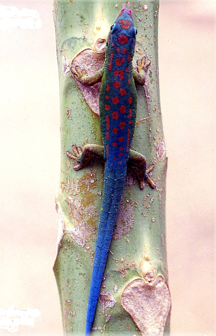Синьохвостий денний гекон (blue-tailed day gecko)