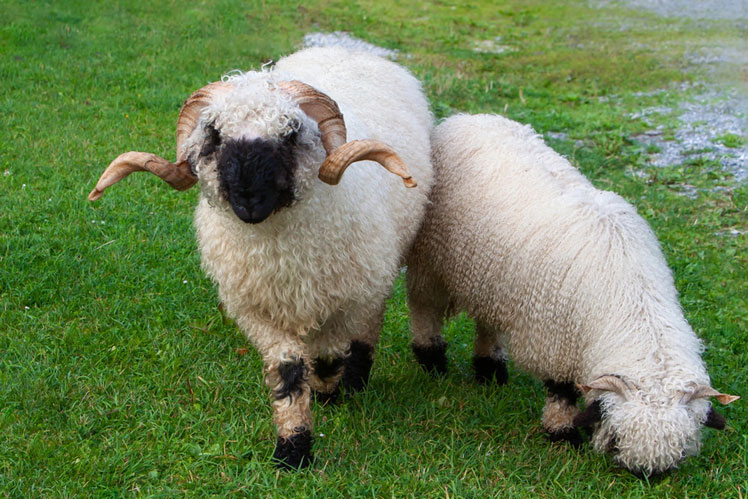 Валеський чорнонос (Valais Blacknose), або Валеська чорноноса вівця