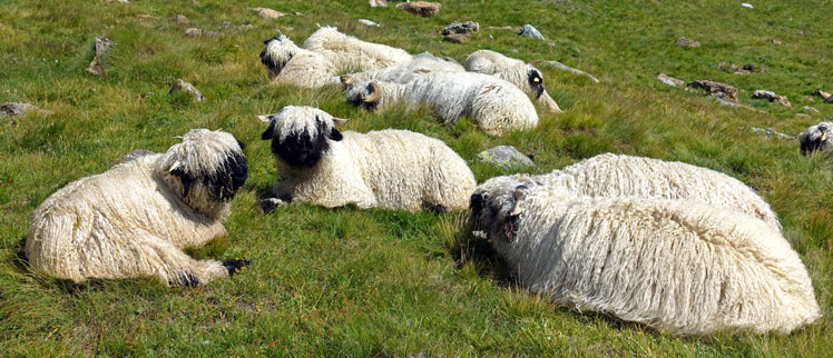 Валеський чорнонос (Valais Blacknose), або Валеська чорноноса вівця
