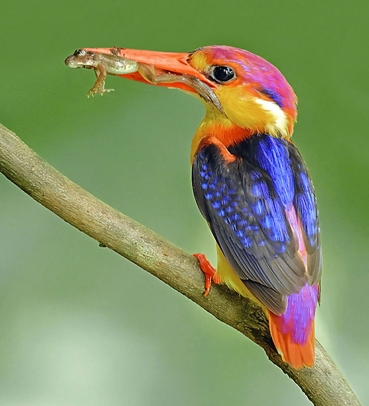 Східний карликовий зимородок (oriental dwarf kingfisher), відомий також як рубіновий зимородок, або трипалий лісовий зимородок