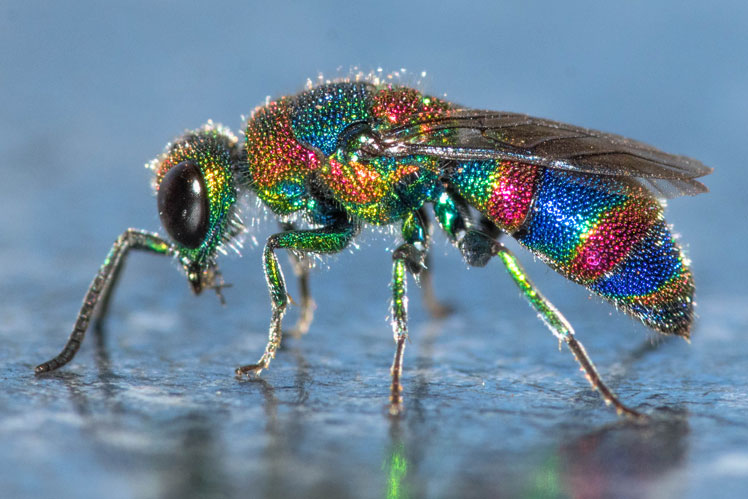 A vespa vespa, comumente conhecida como vespa cuco ou vespa esmeralda