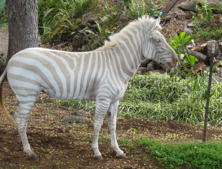 Zebra rara com albinismo parcial