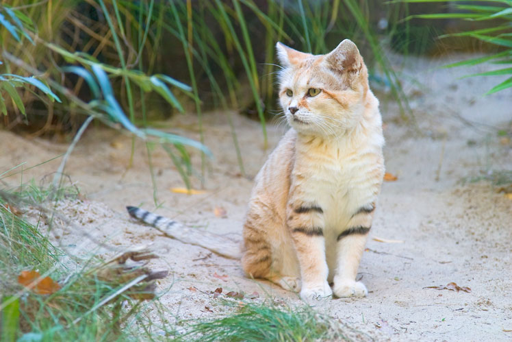 Gato da areia (gato da areia) ou gato das dunas