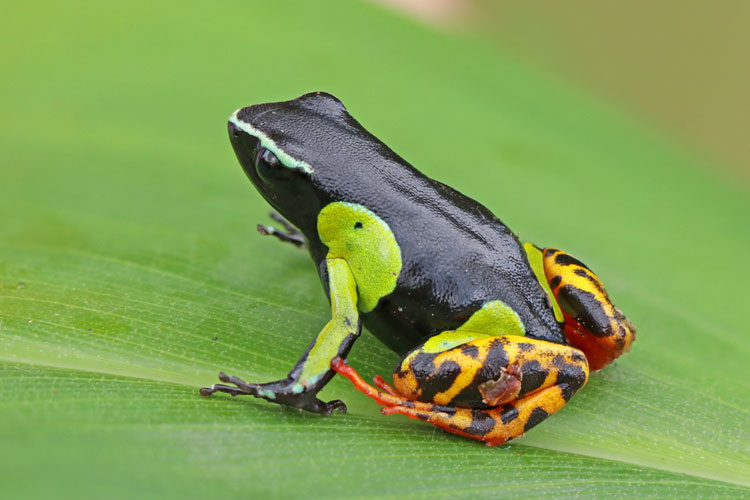 Mantella baroni (Baron's mantella, golden spotted frog or Madagascar poison frog)