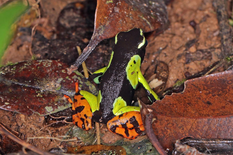 Mantella baroni (Baron's mantella, golden spotted frog or Madagascar poison frog)