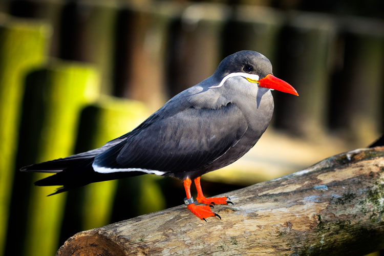 Inca Tern (Inca tern)