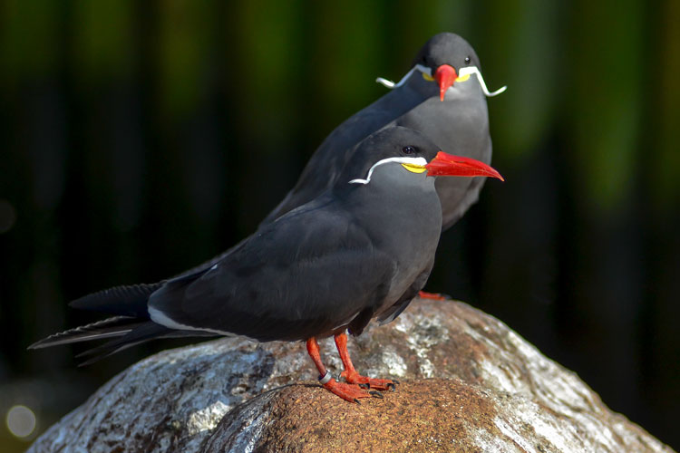 Inca Tern (Inca tern)