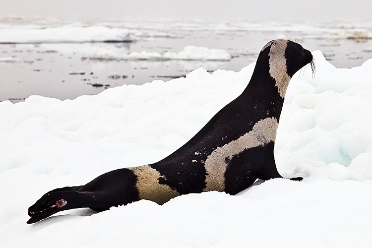 Bandstorsäl (ribbon seal) eller flygsäl