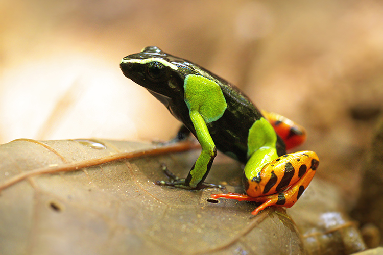 Mantella baroni (Barons mantella, brokig gul groda eller madagaskars giftgroda)