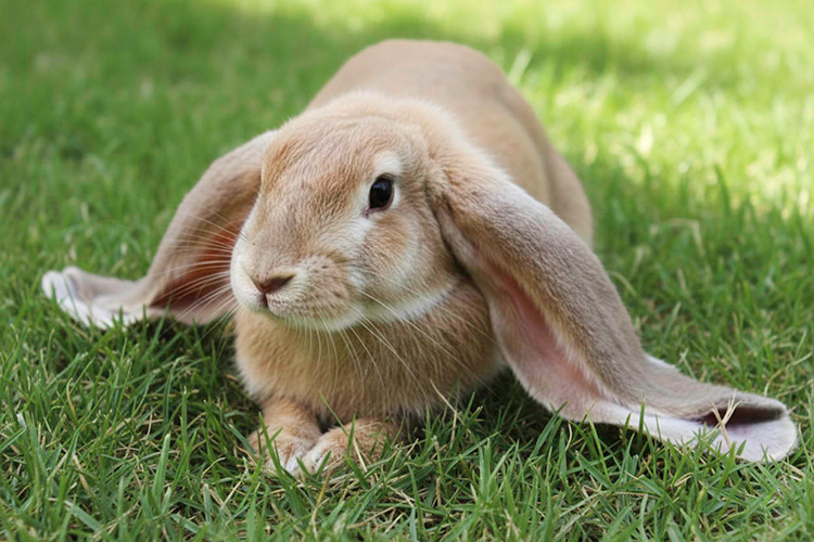 English Lop (English Lop)