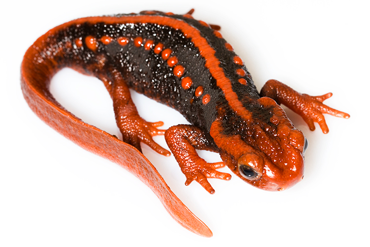 Tylototriton shanjing (emperor newt), mandarin newt, or mandarin salamander