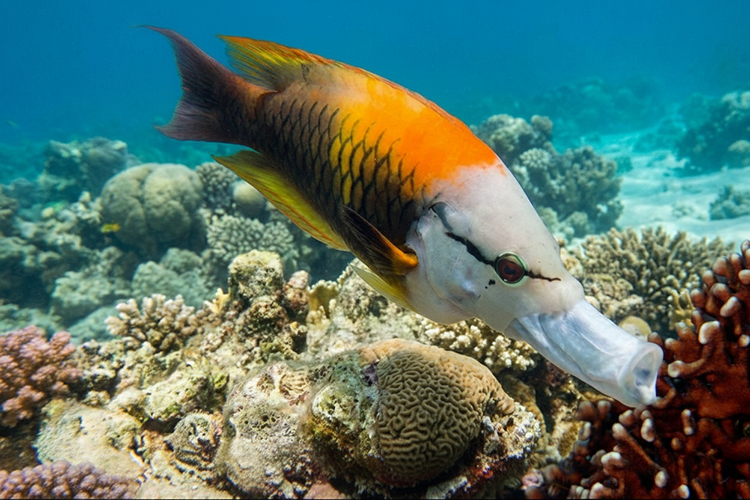 Sling-jaw wrasse