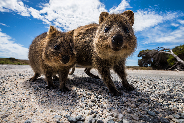 Quokka (quokka)