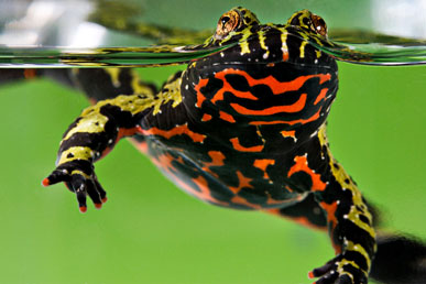Ateş karınlı kurbağa: büyük bir dünyada küçük bir mucize