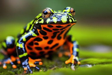 15 интересных фактов об огнебрюхой жабе: яркая, ядовитая и уникальная