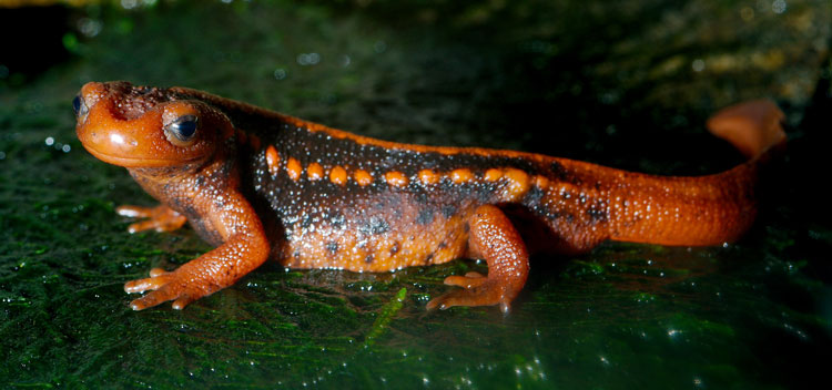 Тилототритон шаньцзин (Tylototriton shanjing), мандариновый тритон (Mandarin newt), императорский тритон (Emperor newt) или мандариновая саламандра (Mandarin salamander)