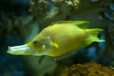 珍しい魚のスリンガーベラ: 格納可能な顎を持つ捕食者のすべて