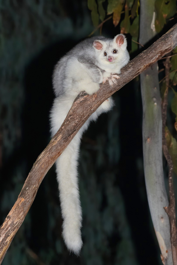 Greater Glider