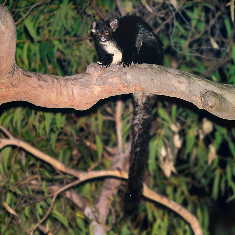 Greater Glider
