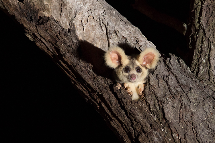Greater Glider