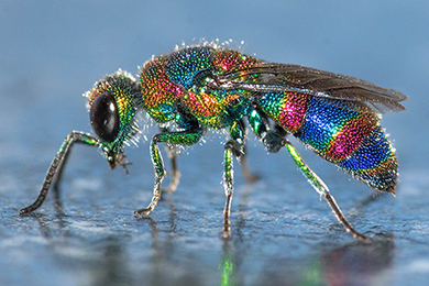 Cuckoo Wasp: Amazing Facts About the Emerald Jewel Wasp