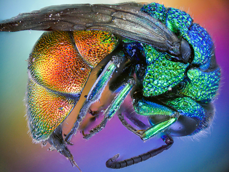 Cuckoo wasp, also known as emerald wasp