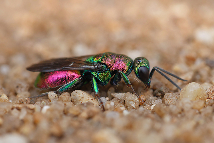Cuckoo wasp, also known as emerald wasp