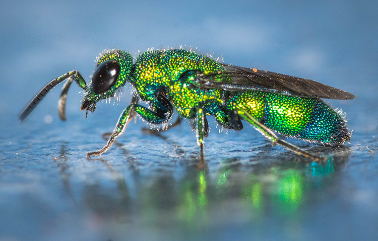 Cuckoo wasp, also known as emerald wasp