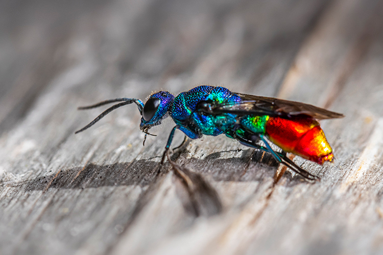 Cuckoo wasp, also known as emerald wasp