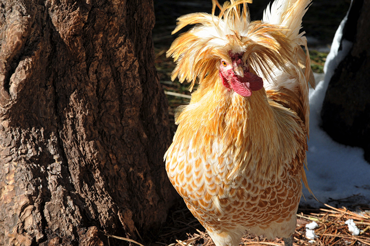 Gallina polaca: raza ornamental con un copete exuberante