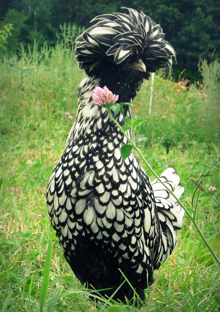 Gallina polaca: raza ornamental con un copete exuberante