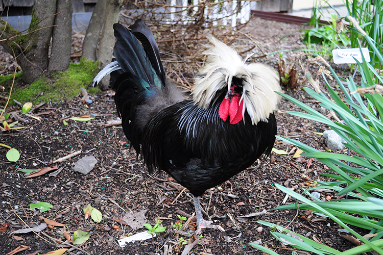 Gallina polaca: raza ornamental con un copete exuberante