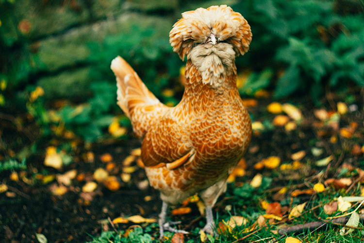 Gallina polaca: raza ornamental con un copete exuberante