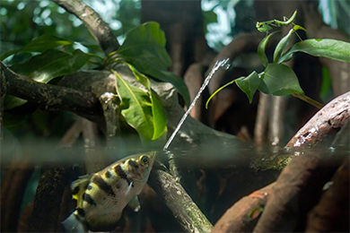 Archerfish: How It Shoots Water and Knocks Down Prey