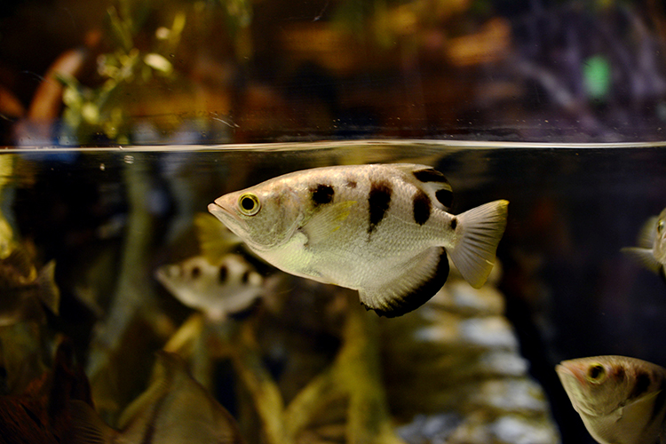 Archerfish in an aquarium