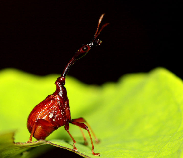 Kumbang jerapah (trachelophorus giraffa)