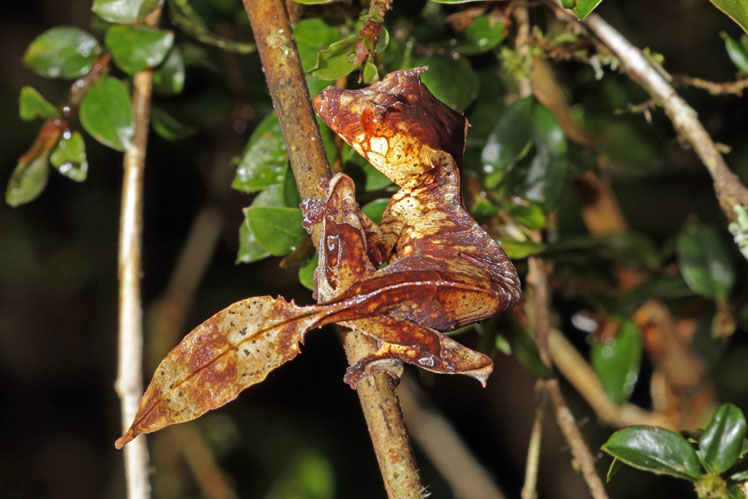 Gecko listoocasý (nebo gekon madagaskarský)