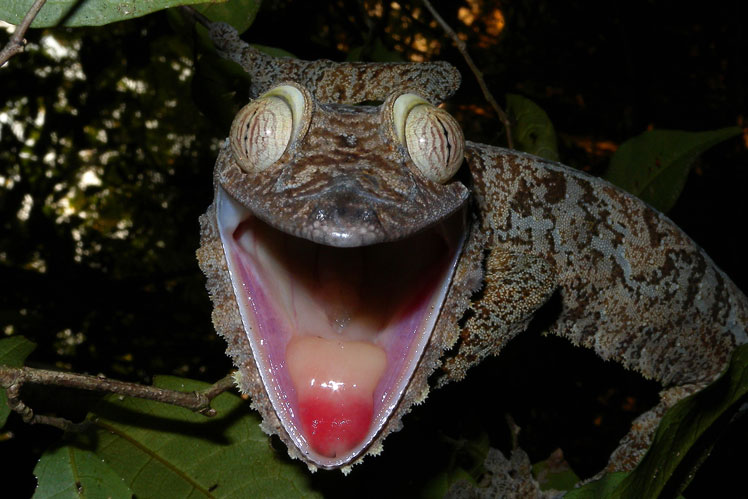 Gecko listoocasý (nebo gekon madagaskarský)