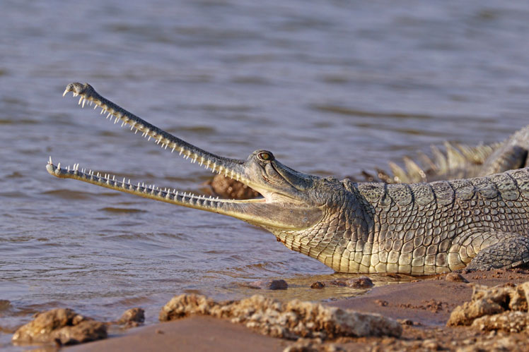 Gangetický gharial