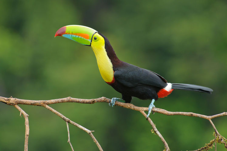 Ουράνιο τόξο toucan