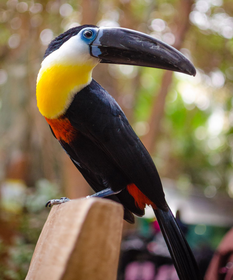 ariel toucan