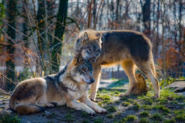 Все про вовків: цікаві факти та популярні міфи