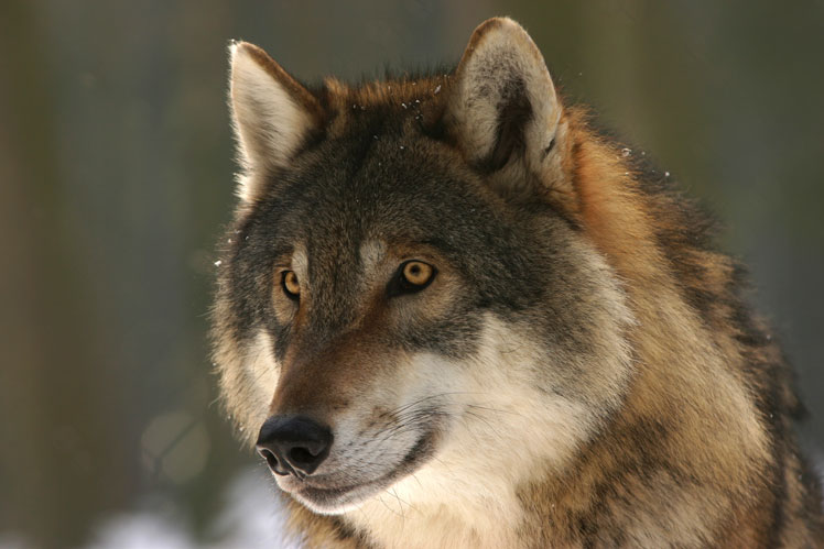 Tudo sobre lobos: fatos interessantes e mitos populares