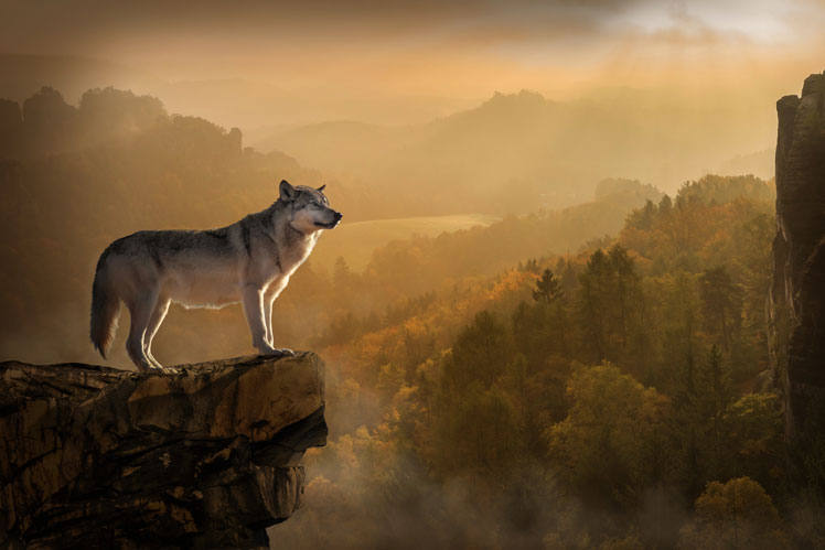 Tudo sobre lobos: fatos interessantes e mitos populares