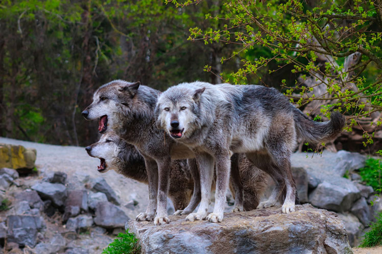 Все про вовків: цікаві факти та популярні міфи