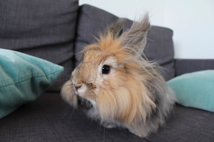 Lapin angora japonais