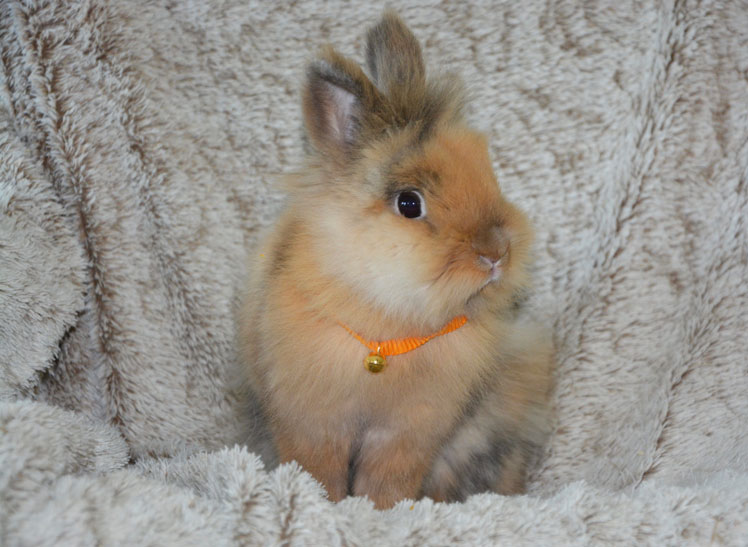 Lapin angora nain