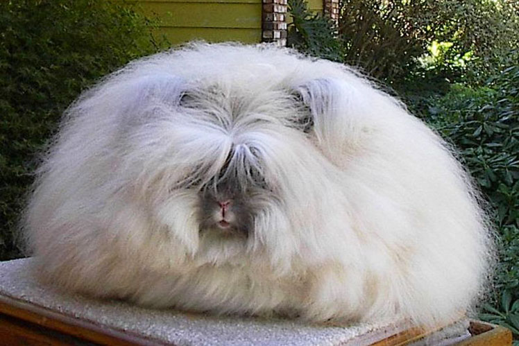 İngiliz angora tavşanı