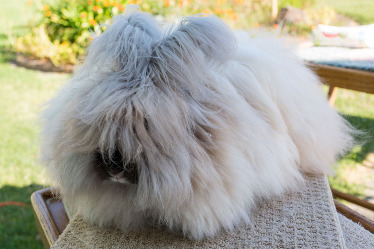 İngiliz angora tavşanı